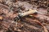 Ichneumon sp.
